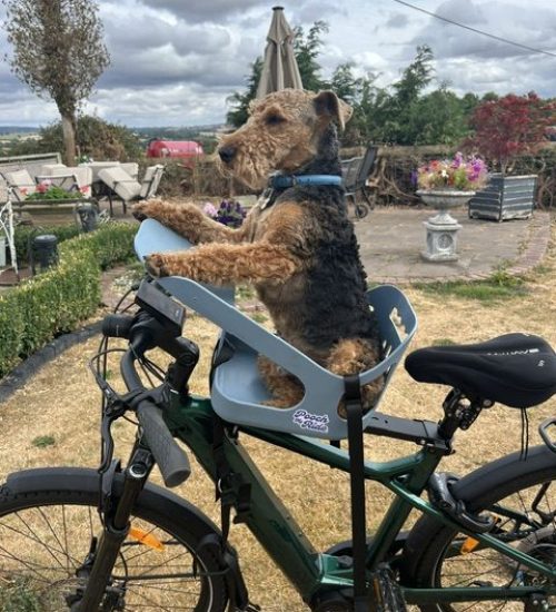 pooch my ride 10